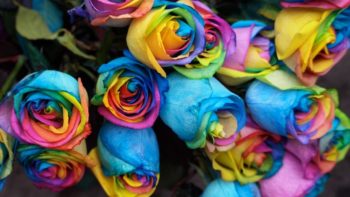 rainbow flowers