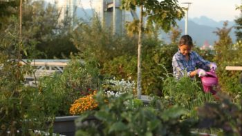 community garden urban gardening watering flowers watering pot homefarm