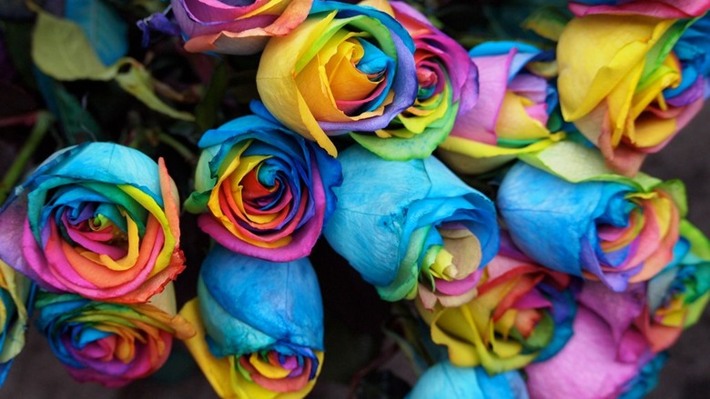 rainbow flowers