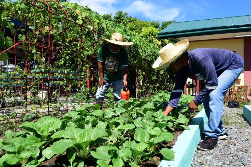 Backyard gardening in Davao subdivisions pushed