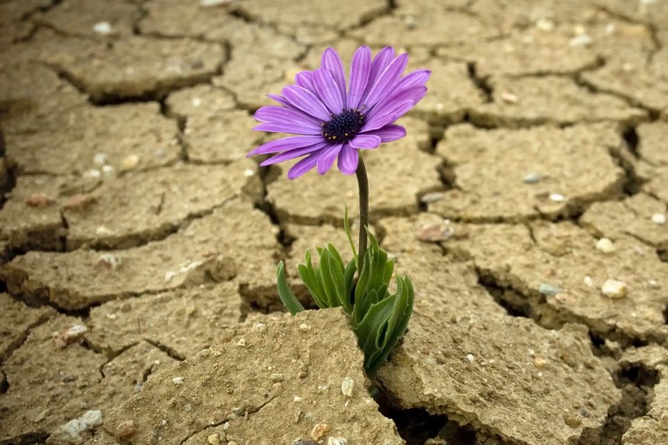 stock resilient resilience weed growing in desert by barcin via getty images