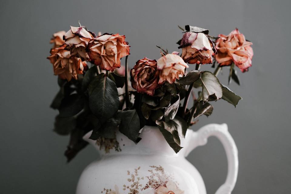 Annie Spratt stock wilted roses heartbreak unsplash