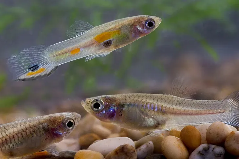 photo of male and female guppy fishes