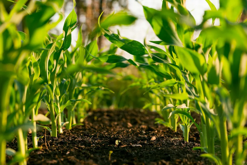 stock photo of farm of corn plants by Steven Weeks on unsplash